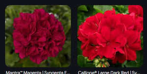 Magenta Geranium