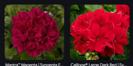 Magenta Geranium