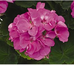 Geranium Patriot Lav Blue