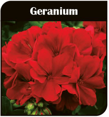 4. Geranium Calliope Red Sun