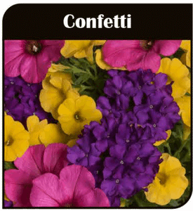 8. Confetti Garden Season Opener Sun