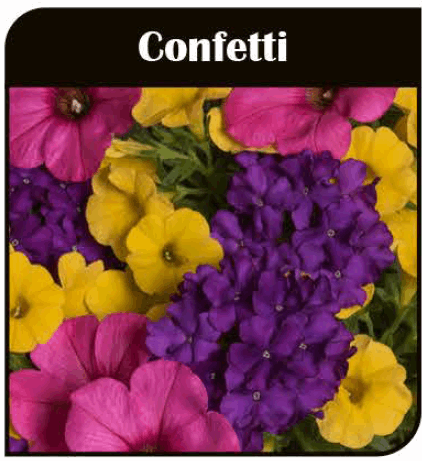 8. Confetti Garden Season Opener Sun