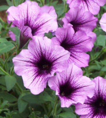 Petunia Purple