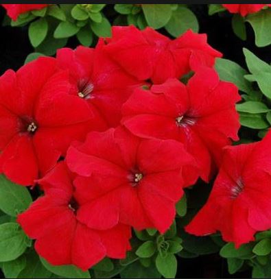 Petunia Dreams Red/Rose - Half Flat