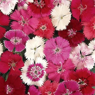 Dianthus Ideal Select Mix - Half Flat