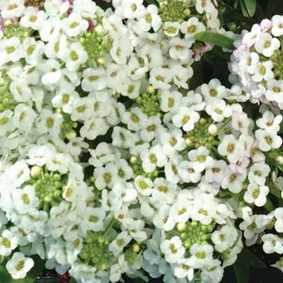 Alyssum Clear Crystal White - Half Flat
