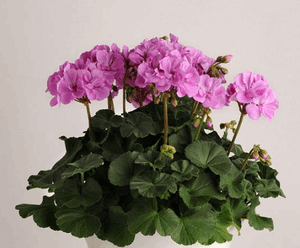 Geranium Ivy League LT Lavender