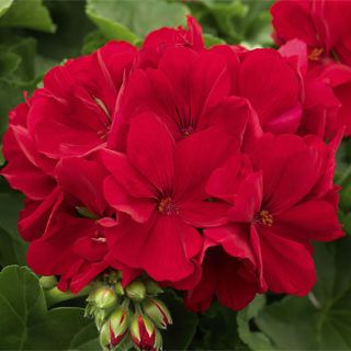 Dark Red Geranium
