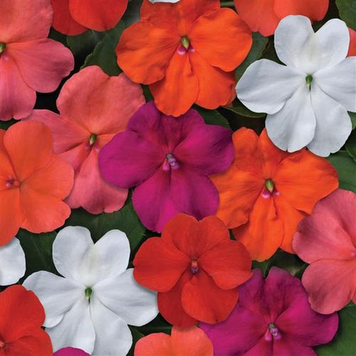 Impatiens Beacon Select Mix - Half Flat