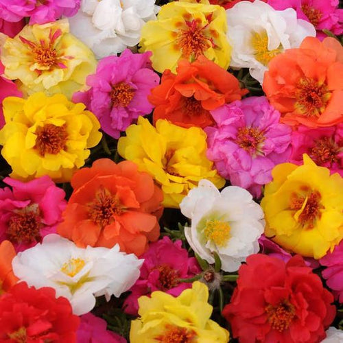 Moss Rose Happy Trails Mix - Half Flat