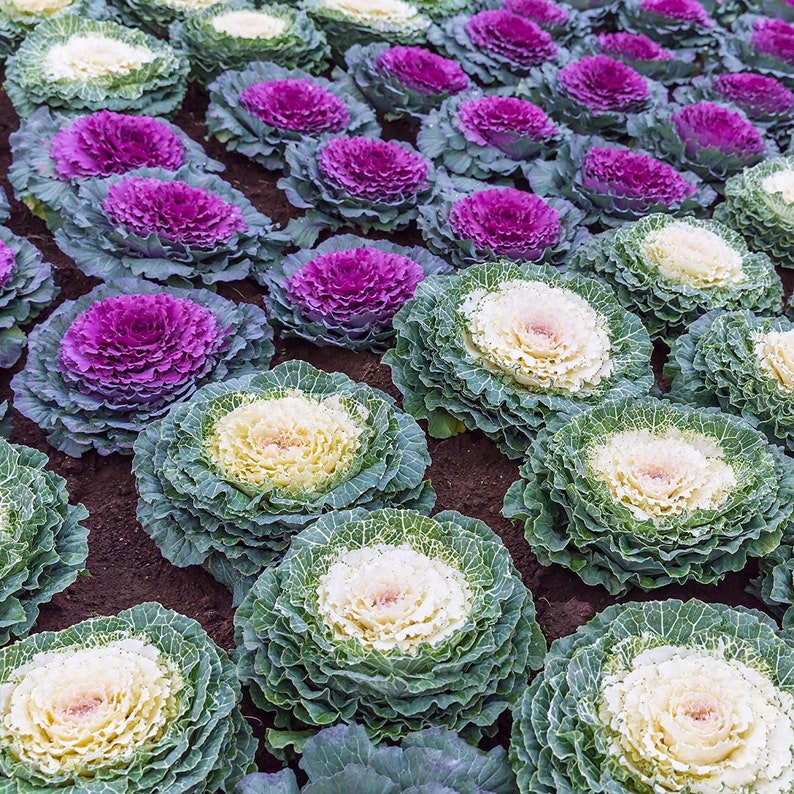 Osaka Flowering Cabbage - Half Flat