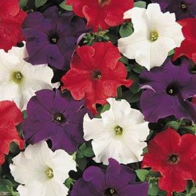 Petunia Dreams Patriot Mix - Half Flat