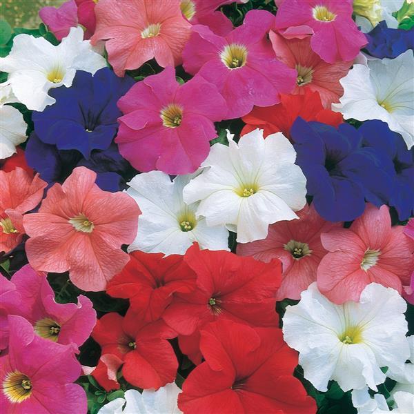 Petunia Dreams Mix- Half Flat