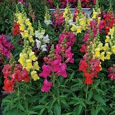 Snapdragon Candy Tops Mix - Half Flat