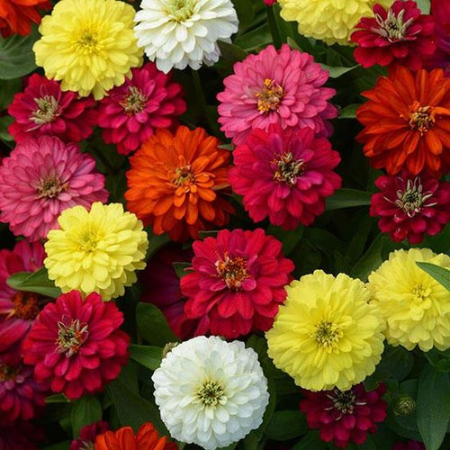 Zinnia Zahara Double Mix - Half Flat