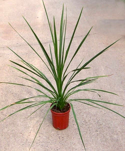 Ornamental Grass Spike